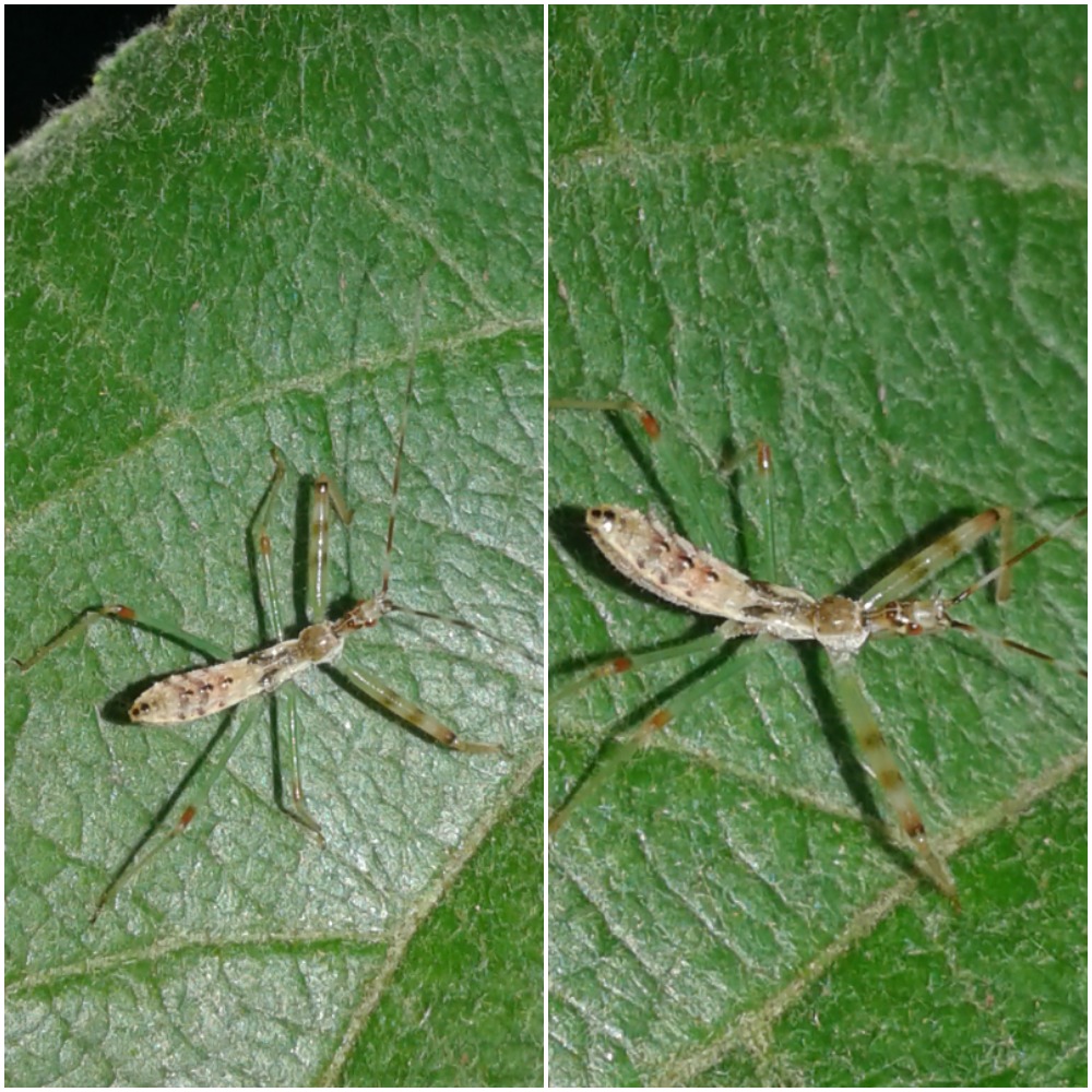 Reduviidae: Neanidi di Nagusta goedelii